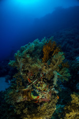 Fototapeta na wymiar Coral garden in the red sea