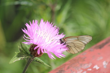 butterfly
