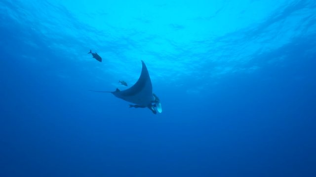 Giant manta ray swimming in the blue - Socorro, San Benedicto island