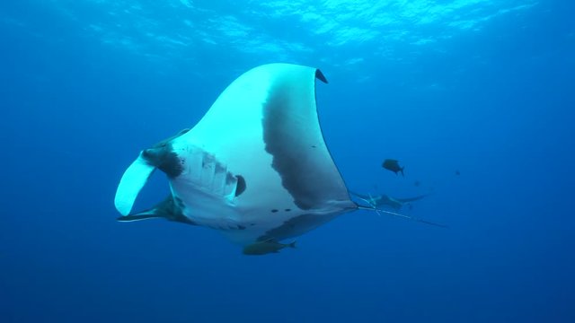 Giant manta rays swimming in the blue - Socorro, San Benedicto island