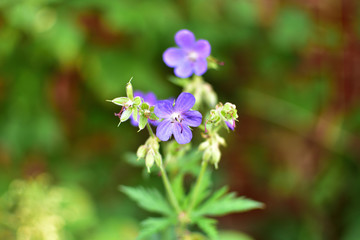 close-up of a delicate lilac forest Geranium with buds on a soft blurred green background