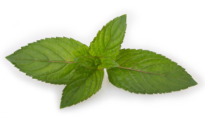 Fresh mint on white background
