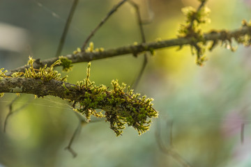 twig covered in moss during golden hour of morning