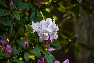white and ping blooms in golden hour of morning