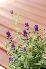 lavender on porch