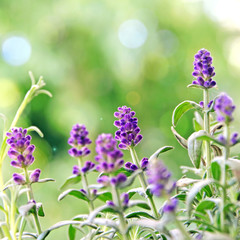 lavender in the garden