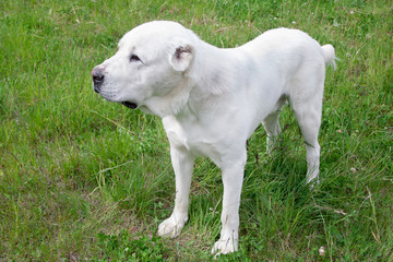 Obraz na płótnie Canvas Central Asian Shepherd Dog is standing on a green meadow.