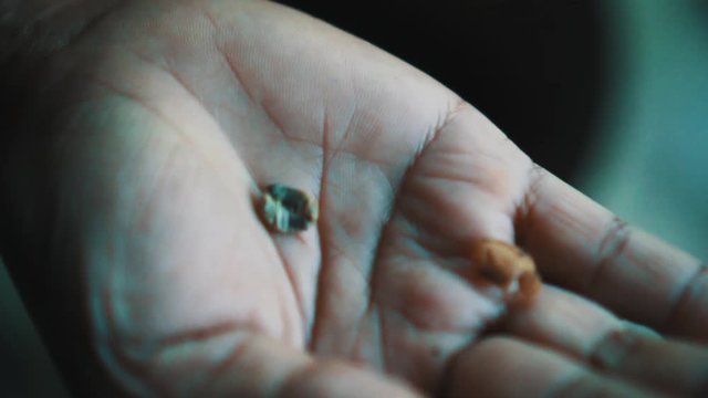 Closeup female hand showing Luwak single raw coffee bean