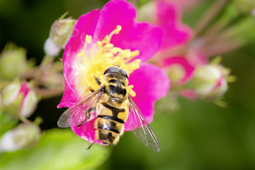 Hoverfly - Myathropa florea on wild rose - male