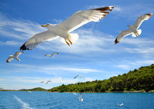Flock of seagulls flying over the sea in Kornati National Park, Croatia.