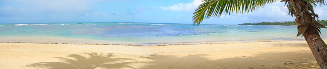 Obraz na płótnie Canvas Palm tree on white tropical beach. Travel background.