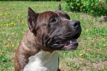 American staffordshire terrier puppy is standing on a green meadow. Pet animals.