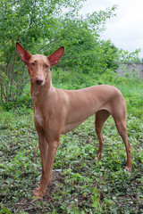 Pharaoh hound is standing on a green meadow.