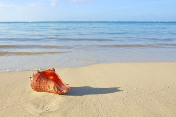 Sea shell on tropical beach.