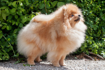 Cute pomeranian spitz. Deutscher spitz or zwergspitz.