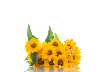 bouquet of yellow big daisies