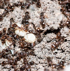 ants with eggs in the forest