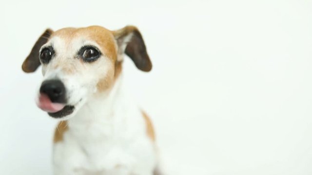 Licking and smiling dog Jack Russell terrier portrait on white background. Video footage