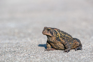 Big toad ready to hop on a gray background. Funny, cute, ugly American Toad, Bufo [Anaxyrus] americanus, in profile with space for copy. Concepts of wildlife, wild animals, funny animals