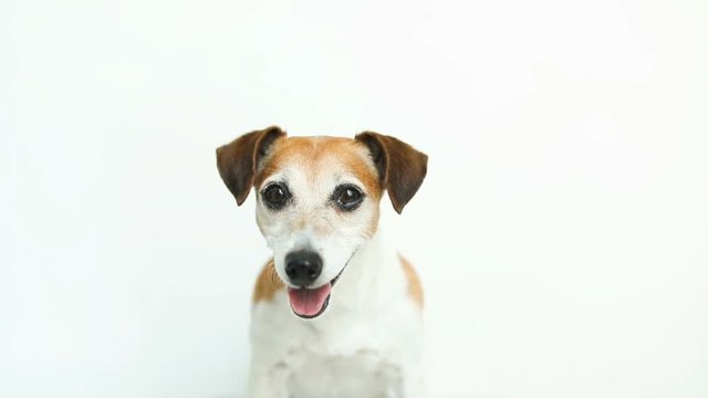 Dog on white background. Treat meal food from the owner hand. Video footage. Lovely happy pet