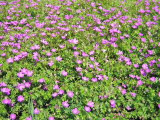 Floral summer landscape background