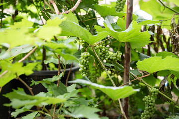 山葡萄の若い実