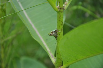 Gray Tree Frog 