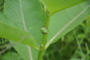 Gray Tree Frog 