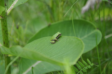 Gray Tree Frog 