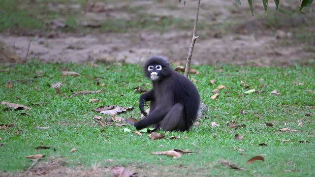 Dusky Leaf Monkey (Trachypithecus obscurus) Sitting on the Ground at Angthong National Marine Park in Thailand