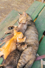 Cat Family on a Table From Above