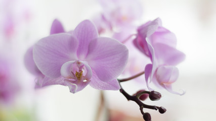 wunderschöne Orchideen blühen am hellen Fester
