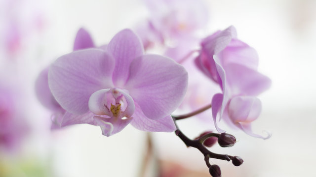 wundersch&ouml;ne Orchideen bl&uuml;hen am hellen Fester