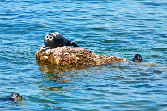  Baikal seal on the stone island (Lat. Pusa sibirica). Wild nature of the Siberian Baikal Lake
