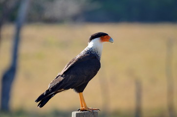 Crested Caracara en route to Corcovado National Park, Costa Rica   