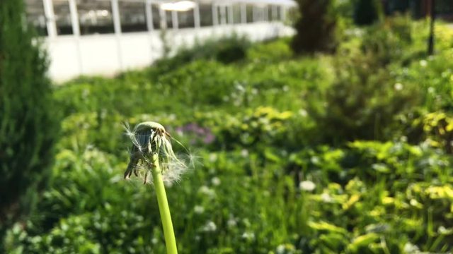 Dandelion (Taraxacum) seeds - pappus - flying away with the wind.