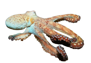 Live reef Octopus isolated on white background 