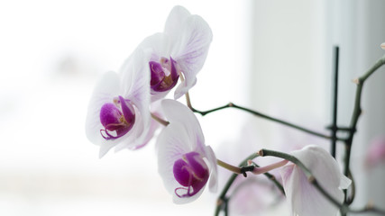 Orchidaceae, Orchidee blüht am Fenster, wunderschön