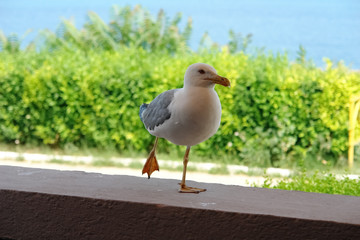 White seagull sitting on the parapet.
