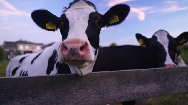 Cows Behind Wooden Fence Close Up Looking at Camera
