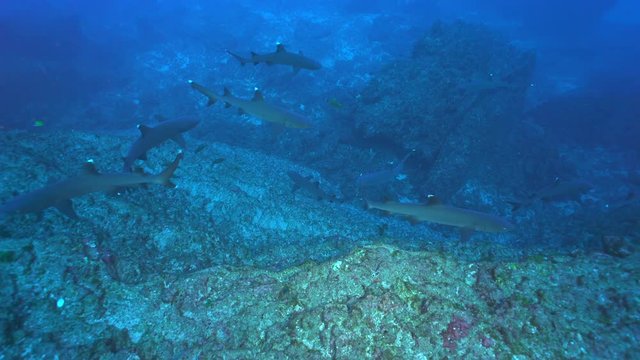 School of sharks swimming in the blue. Hunting sharks - Socorro island