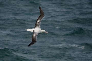 Fototapeta na wymiar Diomedea epomophora - Southern Royal Albatross flying above the sea in New Zealand near Otago peninsula, South Island