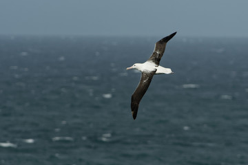Fototapeta na wymiar Diomedea epomophora - Southern Royal Albatross flying above the sea in New Zealand near Otago peninsula, South Island