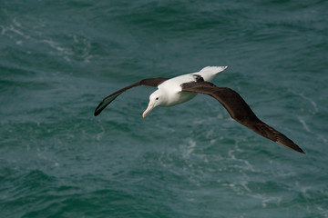 Fototapeta na wymiar Diomedea sanfordi - Northern Royal Albatross flying above the sea in New Zealand near Otago peninsula, South Island