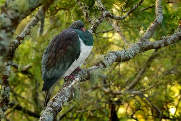 New Zealand pigeon - Hemiphaga novaeseelandiae - kereru sitting and feeding in the tree in New Zealand
