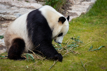 Obraz na płótnie Canvas The giant panda (Ailuropoda melanoleuca)