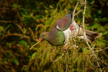 New Zealand pigeon - Hemiphaga novaeseelandiae - kereru sitting and feeding in the tree in New...