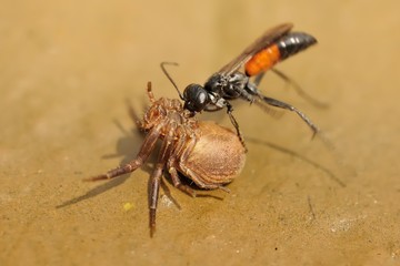 Spider wasp (Priocnemis vulgaris) attacking spider