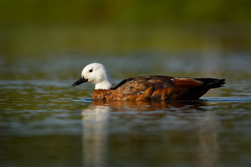 Paradise Shelduck - Tadorna variegata - putangitangi in the water in New Zealand