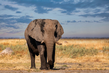 Fototapeta na wymiar African Elephant in Chobe, Botswana safari wildlife